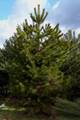 Pinus nigra IMG_8589 Sosna czarna